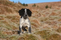 Picture of English Cocker Spaniel in field