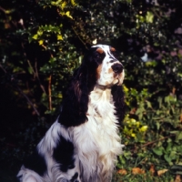Picture of english cocker spaniel in front of greenery