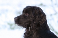 Picture of English Cocker Spaniel in profile