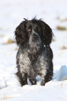 Picture of English Cocker Spaniel in snow