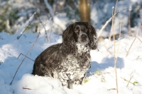 Picture of English Cocker Spaniel in snow
