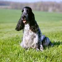 Picture of english cocker spaniel in usa sitting in a field