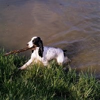 Picture of english cocker spaniel in usa coming out of water carrying a  stick