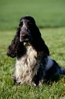Picture of english cocker spaniel in usa, sitting on grass