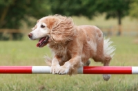 Picture of English Cocker Spaniel jumping