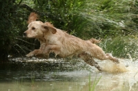Picture of English Cocker Spaniel jumping out of water