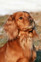 Picture of English Cocker Spaniel looking up