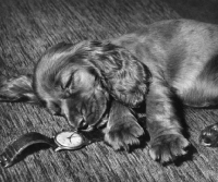 Picture of English Cocker Spaniel lying next to watch
