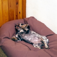 Picture of english cocker spaniel lying, tummy up, on a beanbag with a chew