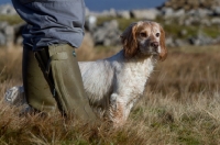 Picture of English Cocker Spaniel near wellies