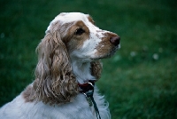 Picture of english cocker spaniel portrait