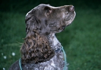 Picture of english cocker spaniel portrait