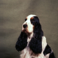 Picture of english cocker spaniel portrait