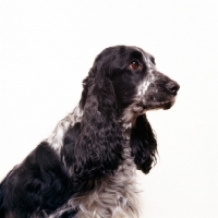Picture of english cocker spaniel portrait on white background