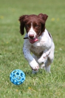 Picture of English Cocker Spaniel pup chasing ball