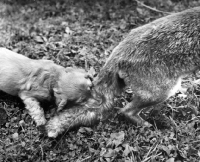 Picture of English Cocker Spaniel puppy biting fox tail