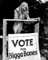 Picture of English Cocker Spaniel puppy election