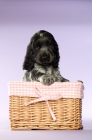 Picture of english cocker spaniel puppy in a basket on a purple background