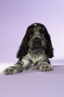 Picture of english cocker spaniel puppy isolated on a purple background