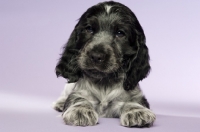 Picture of english cocker spaniel puppy isolated on a purple background