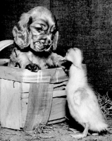 Picture of English Cocker Spaniel puppy looking at duckling