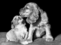 Picture of English Cocker Spaniel puppy licking Cavalier King Charles Spaniel puppy