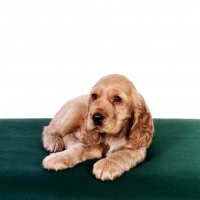 Picture of english cocker spaniel puppy lying