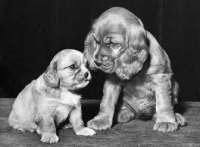 Picture of English Cocker Spaniel puppy looking down at Cavalier King Charles Spaniel puppy