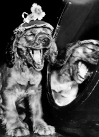 Picture of English Cocker Spaniel puppy laughing at mirror