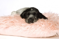 Picture of english cocker spaniel puppy laid on fluffy rug on white background