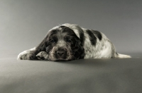 Picture of english cocker spaniel puppy lying down on a grey background