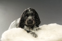 Picture of english cocker spaniel puppy on a grey background