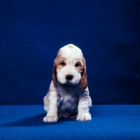 Picture of english cocker spaniel puppy on blue background