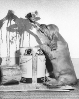 Picture of English Cocker Spaniel puppy painting