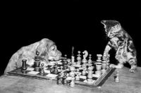 Picture of English Cocker Spaniel puppy playing chess with kitten