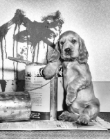 Picture of English Cocker Spaniel puppy painting