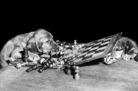 Picture of English Cocker Spaniel puppy playing chess with kitten