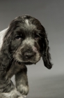 Picture of english cocker spaniel puppy, portrait