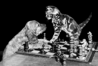 Picture of English Cocker Spaniel puppy playing chess with kitten