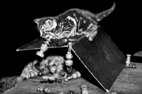 Picture of English Cocker Spaniel puppy playing chess with kitten