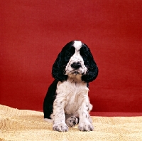 Picture of english cocker spaniel puppy sitting