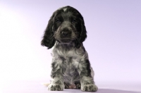 Picture of english cocker spaniel puppy sitting on a purple background