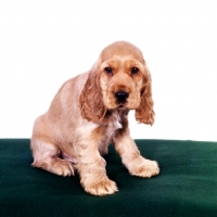 Picture of english cocker spaniel puppy sitting
