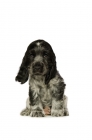 Picture of english cocker spaniel puppy sitting isolated on a white background