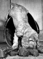 Picture of English Cocker Spaniel puppy smelling coal