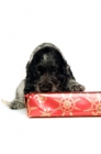 Picture of english cocker spaniel puppy sniffing at a wrapped gift  on white background