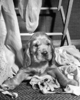 Picture of English Cocker Spaniel puppy with washing