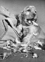 Picture of English Cocker Spaniel puppy wrecking pillow