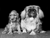 Picture of English Cocker Spaniel puppy with Pekingese