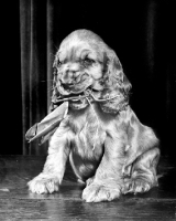 Picture of English Cocker Spaniel puppy with popped balloon